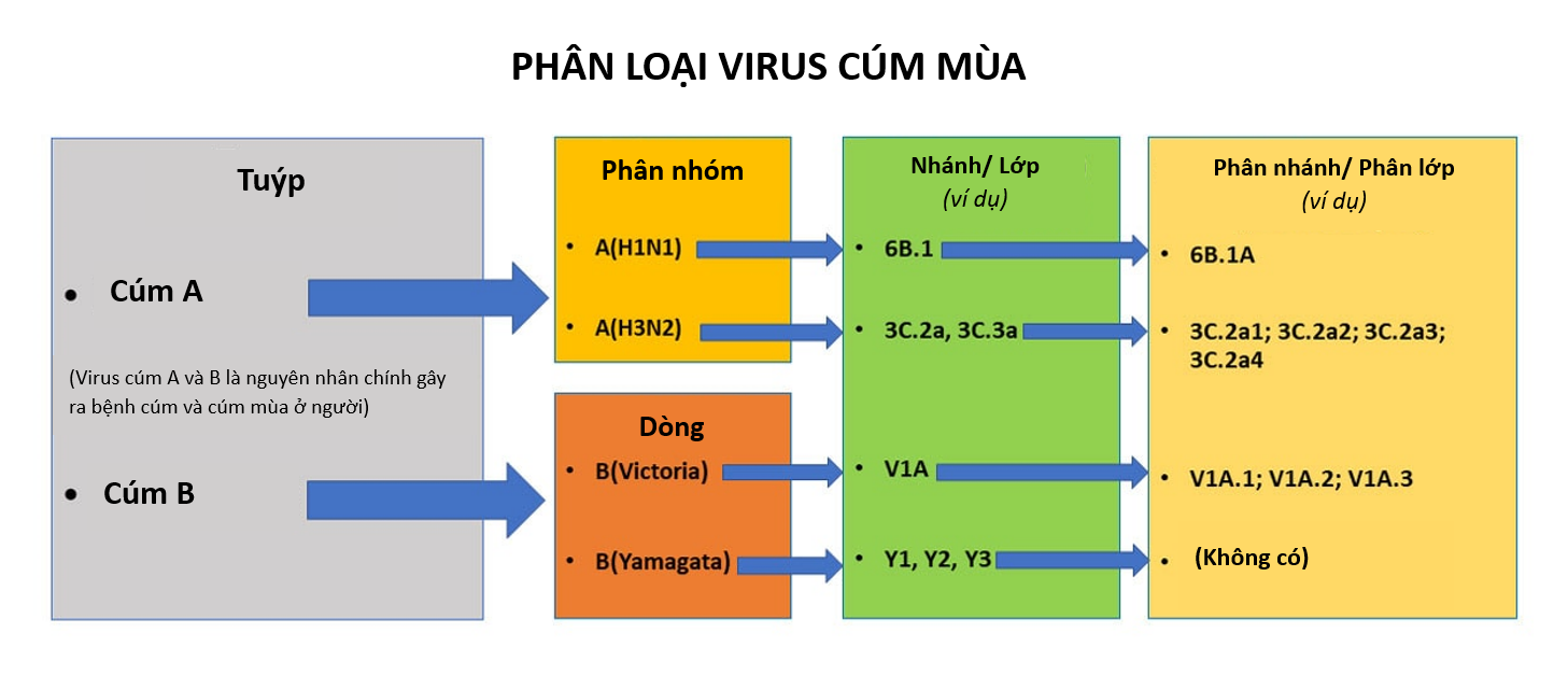 Phan loai virus cum