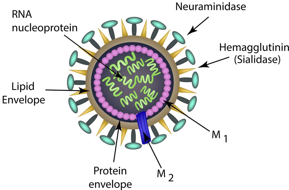 influenza virus sturcture