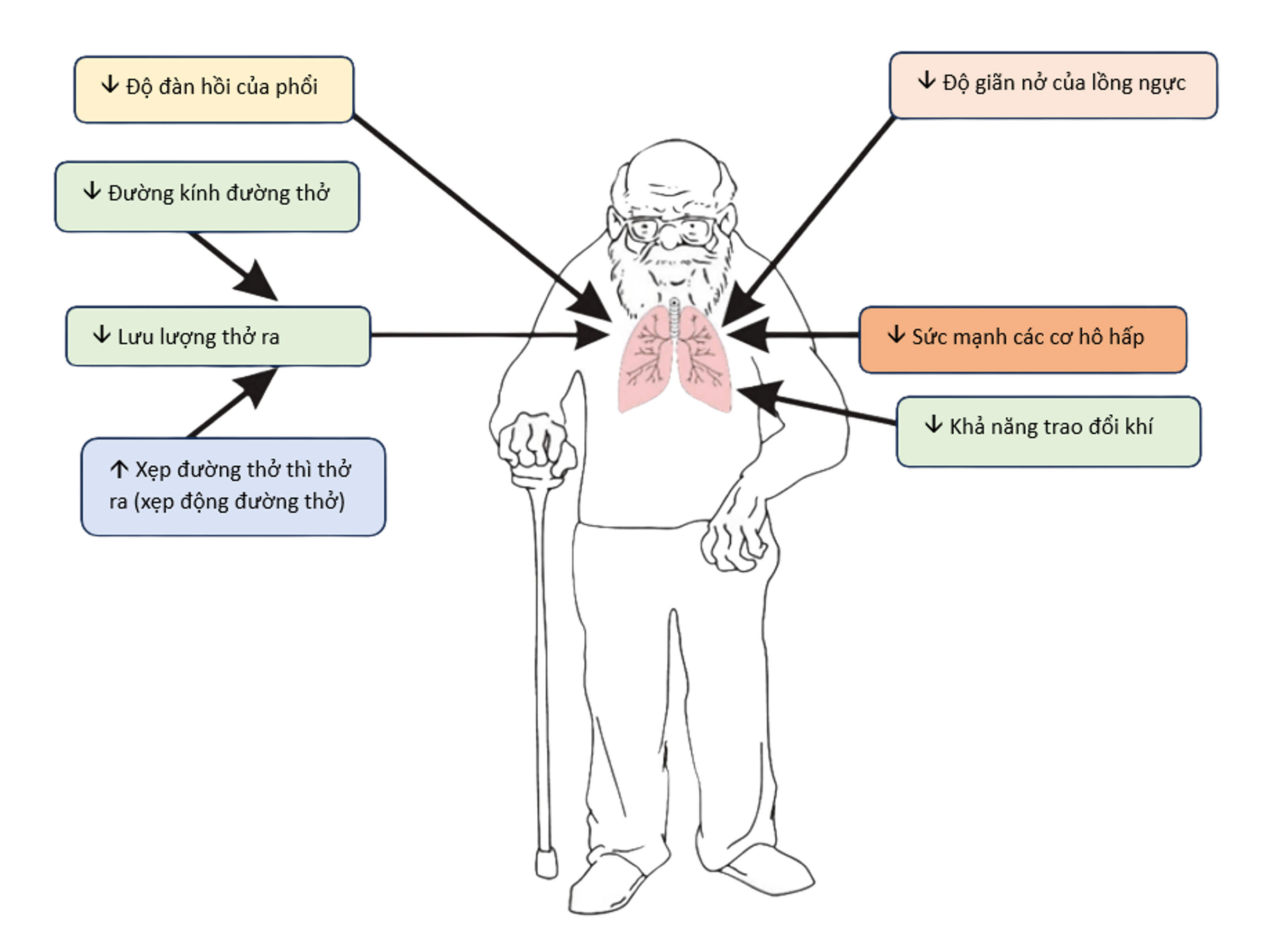 Ho kéo dài ở người cao tuổi 2 Ho kéo dài ở người cao tuổi